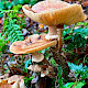 Armillaria mellea
