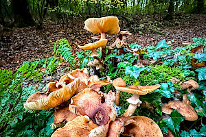 Honey Fungus: Armillaria mellea