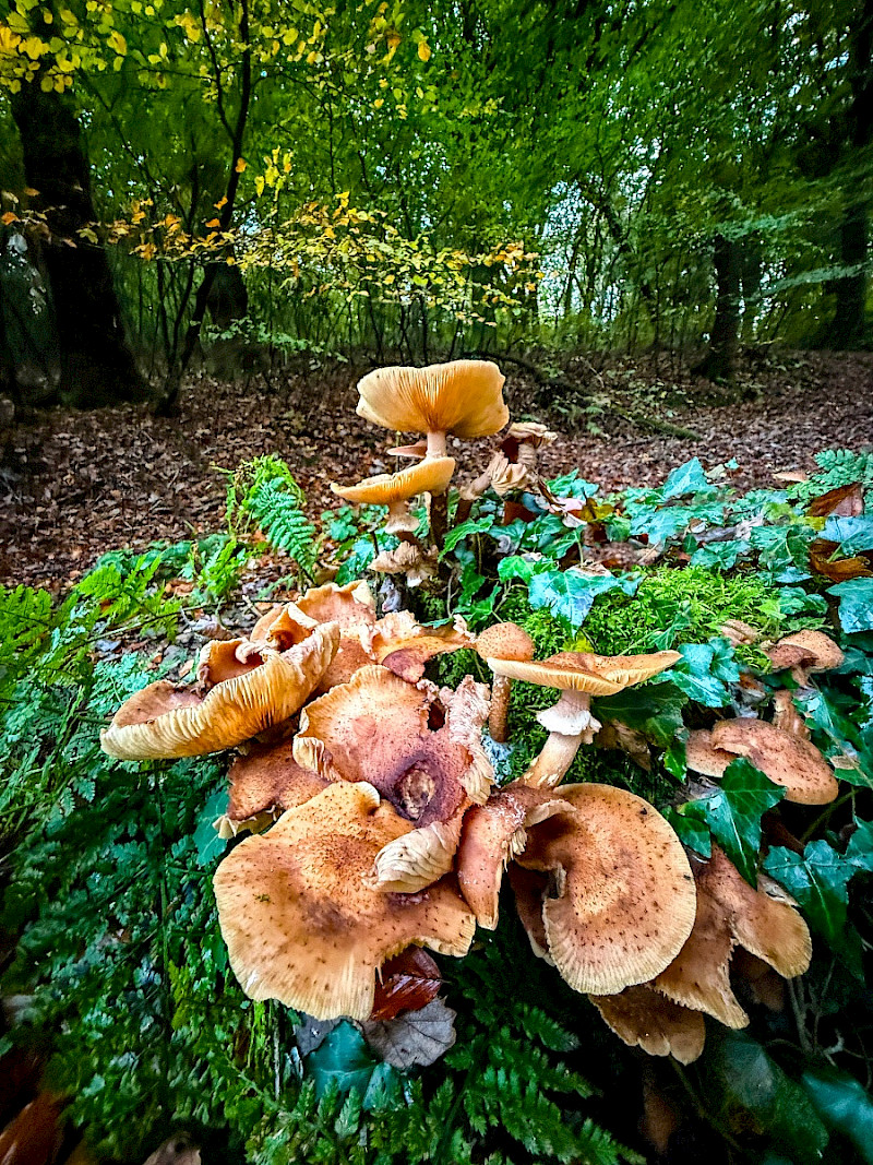 Armillaria mellea - &copy; Charles Hipkin