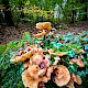 Armillaria mellea