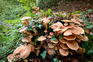 Honey Fungus: Armillaria mellea