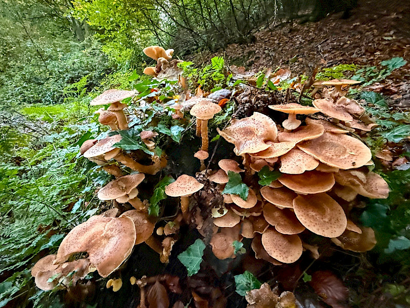 Armillaria mellea - &copy; Charles Hipkin