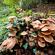 Armillaria mellea