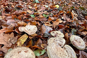 Beech Milkcap: Lactarius blennius