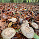Lactarius blennius