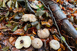 Beech Milkcap: Lactarius blennius