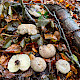 Lactarius blennius