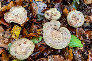 Beech Milkcap: Lactarius blennius