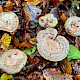 Lactarius blennius