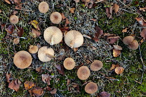 Pap Milkcap: Lactarius mammosus
