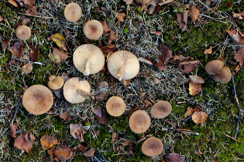 Lactarius mammosus - &copy; Charles Hipkin