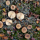 Lactarius mammosus