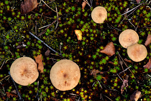 Pap Milkcap: Lactarius mammosus