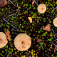 Lactarius mammosus