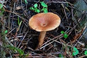 Birch Milkcap: Lactarius tabidus