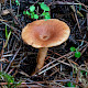 Lactarius tabidus