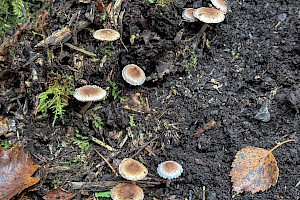 : Inocybe phaeodisca