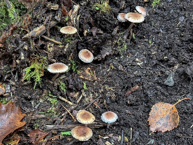 Inocybe phaeodisca - &copy; Charles Hipkin