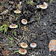 Inocybe phaeodisca