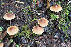 : Inocybe phaeodisca