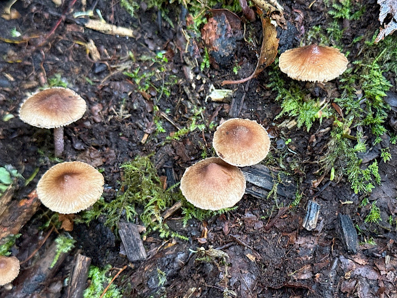 Inocybe phaeodisca - &copy; Charles Hipkin