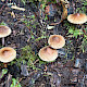 Inocybe phaeodisca