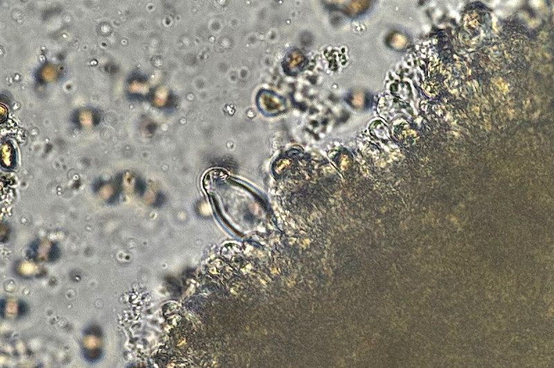 Inocybe phaeodisca - &copy; Charles Hipkin