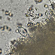 Inocybe phaeodisca