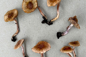 : Inocybe phaeodisca