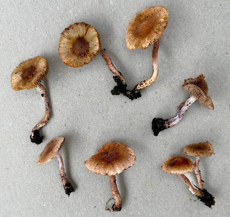 Inocybe phaeodisca - &copy; Charles Hipkin
