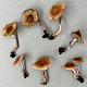 Inocybe phaeodisca