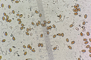 Slender Stump Brittlestem: Psathyrella laevissima