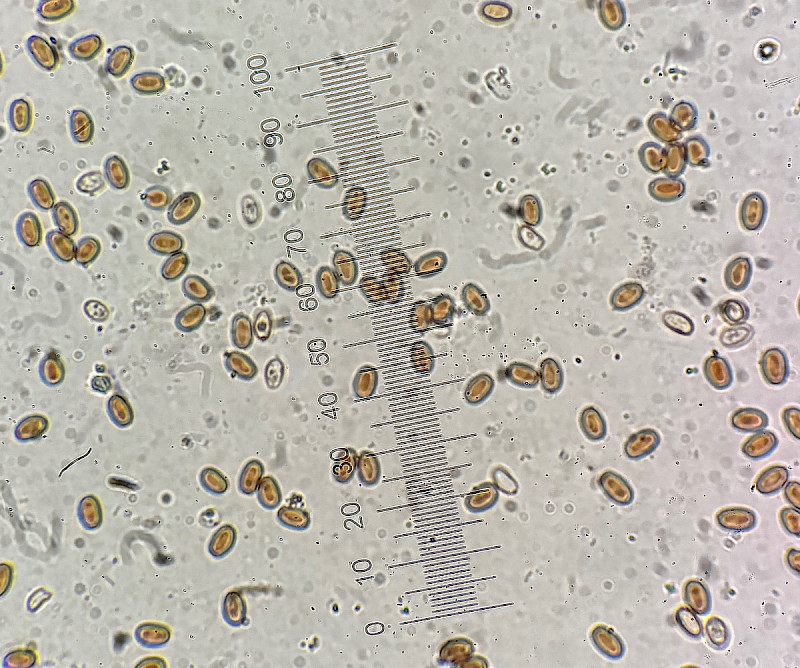 Psathyrella laevissima - &copy; Charles Hipkin