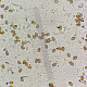 Psathyrella laevissima