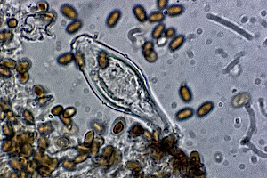 Slender Stump Brittlestem: Psathyrella laevissima