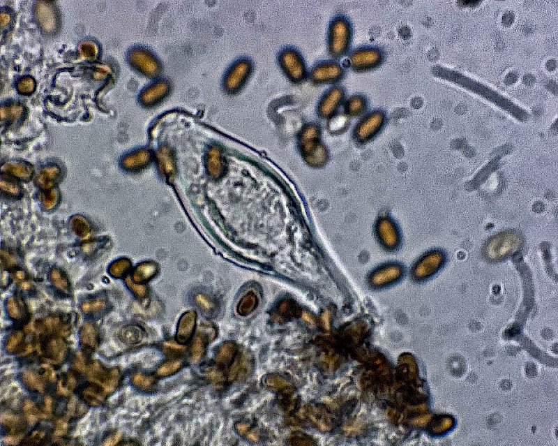 Psathyrella laevissima - &copy; Charles Hipkin