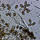 Psathyrella laevissima
