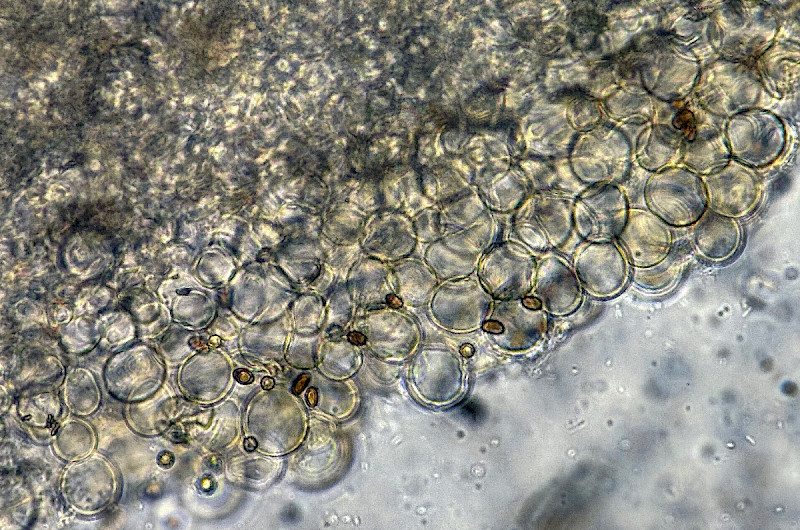 Psathyrella laevissima - &copy; Charles Hipkin