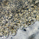 Psathyrella laevissima