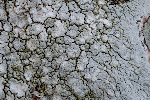 Many-dotted Lichen: Lepra multipuncta