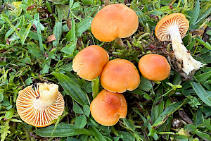 : Hygrocybe pratensis
