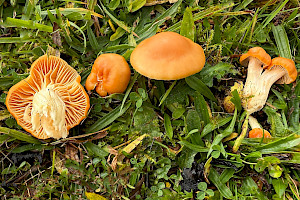 : Hygrocybe pratensis