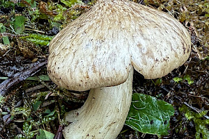 Entoloma prunuloides 