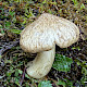 Entoloma prunuloides