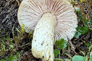 : Entoloma prunuloides