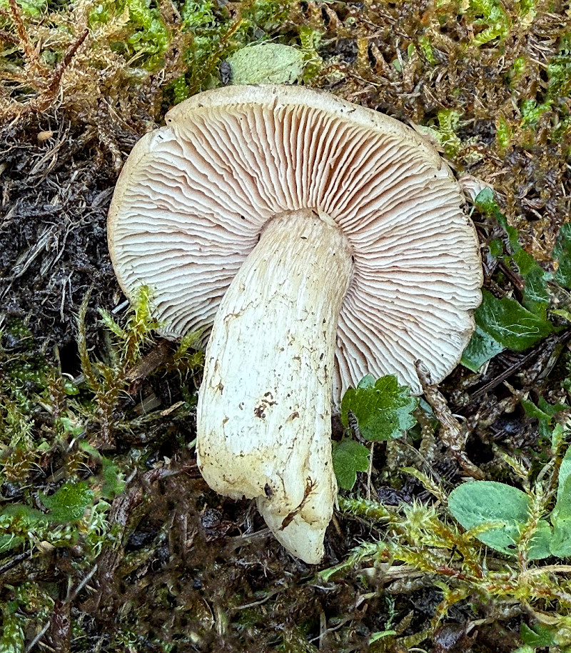 Entoloma prunuloides - &copy; Charles Hipkin