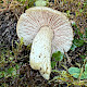 Entoloma prunuloides
