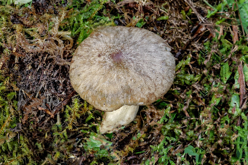 Entoloma prunuloides - &copy; Charles Hipkin