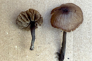 Entoloma poliopus 