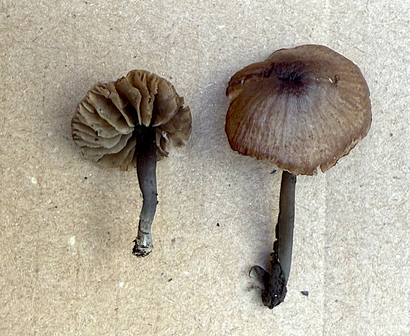 Entoloma poliopus - &copy; Charles Hipkin